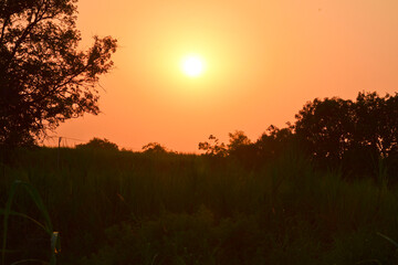 Summer sunset in a field in the sky of black bright colorful red orange color. The sun sets over the horizon against the background of the landscape of silhouettes of trees grass in nature.