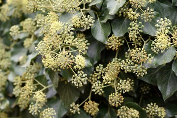 Detalle de la flor de la hiedra, hedera