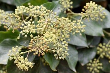 Detalle de la flor de la hiedra, hedera