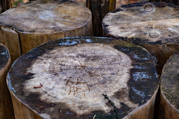 close up of an stump