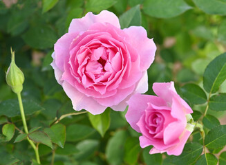 Bush of pink roses, summertime floral background .Beautiful pink roses in the summer garden.