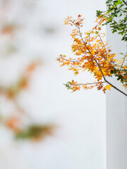 autumn leaves background