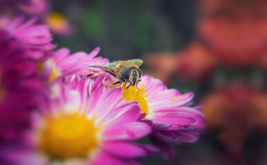 Bee on blue chrysanthemums. Background for a beautiful postcard. Blurred image. selective focus