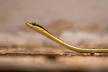 A small painted bronzeback snake Dendrelaphis pictus lifting up its head when slithering on a wall