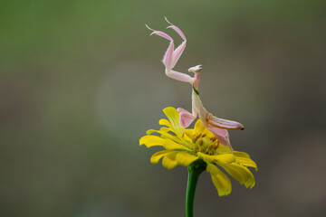 A pink orchid mantis hymenopus coronatus lifting up its legs to the air while standing on a yellow...