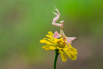A pink orchid mantis hymenopus coronatus lifting up its legs to the air while standing on a yellow...