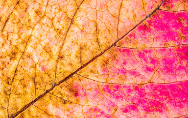 Texture d'une feuille d'arbre - motif - background naturel