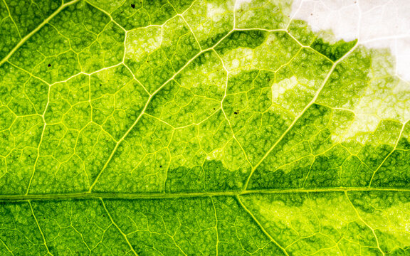 Texture d'une feuille d'arbre - motif - background naturel