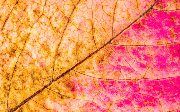 "Feuille D'arbre" bilder – Bläddra bland 212 stockfoton, vektorer och