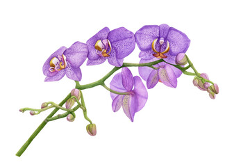 Watercolor violet orchid flowers isolated.