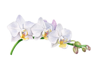 Fototapeta na wymiar Watercolor white orchid flowers isolated.
