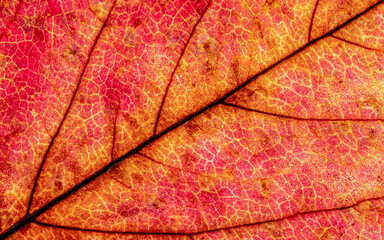 Fototapeta premium Texture d'une feuille d'arbre - motif d'automne - background naturel