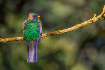 Bird (Collared trogon) on branch