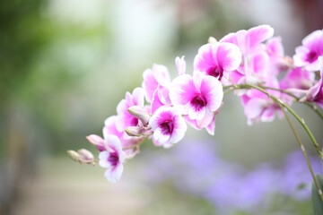 A branch of Pink orchid flower closeup