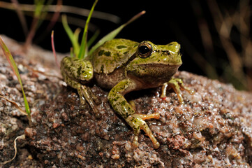 Sardinian tree frog, Tyrrhenian tree frog // Tyrrhenischer Laubfrosch (Hyla sarda) - Sardinia, Italy