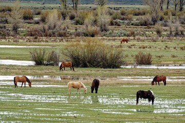 Grass field with wild horses in the Grand Tetons National Park, Wyoming, USA