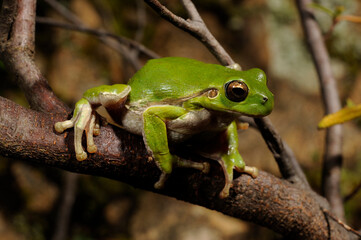 Tyrrhenischer Laubfrosch // Sardinian tree frog, Tyrrhenian tree frog (Hyla sarda) - Sardinien,...