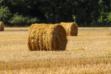 Baloty zboża na polu po letnich żniwach. Lato na wsi © Flower Drawer Photo