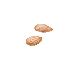 Watercolor almond nuts isolated.