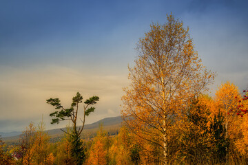 autumn landscape with yellow trees under the Tatras