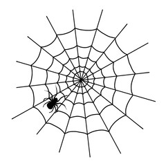 Fototapeta premium spider on web