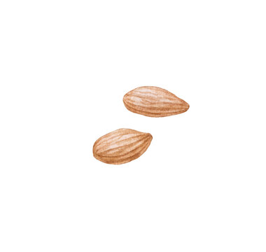 Watercolor almond nuts isolated.