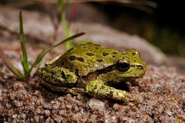 Tyrrhenischer Laubfrosch // Sardinian tree frog, Tyrrhenian tree frog (Hyla sarda) - Sardinien, Italien