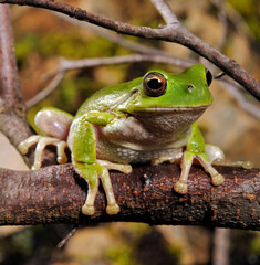 Sardinian tree frog, Tyrrhenian tree frog // Tyrrhenischer Laubfrosch (Hyla sarda) - Sardinia, Italy