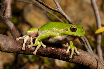 Sardinian tree frog, Tyrrhenian tree frog // Tyrrhenischer Laubfrosch (Hyla sarda) - Sardinia, Italy