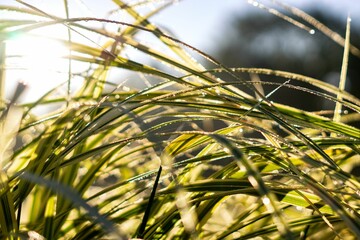 Selective focus of dewy grass as the sunrise shines through on a brisk morning