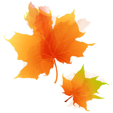 Maple leaves with watercolor texture. Autumn leaf fall