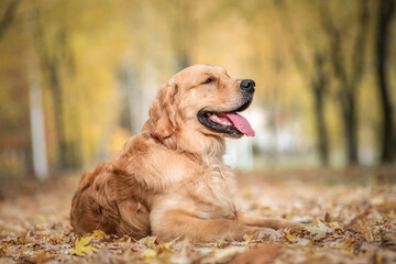 Portrait of a beautiful purebred golden retriever in the park in the fallen leaves.