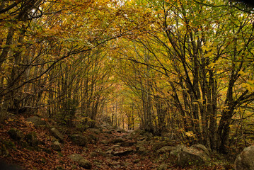 Fototapeta premium Autumn forest landscape with autumn leaves path and warm light illuminating with golden foliage. Path in autumn forest scene nature. Vivid October day in Aran Valley (Val de D'Aran) Pyrenees, Spain. 
