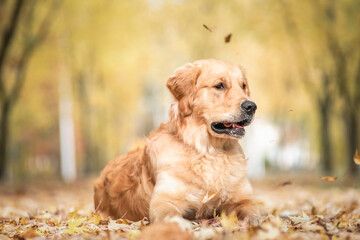 Portrait of a beautiful purebred golden retriever in the park in the fallen leaves.