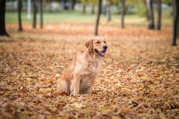 Portrait of a beautiful purebred golden retriever in the park in the fallen leaves.