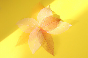 Skeleton of Yellow Leaf Set. skeletonized leaf on a yellow background. A group of skeletal leaves. structure thin skeletonized sheet. Autumn abstract leaves background