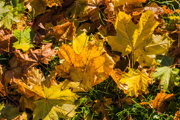 fallen  yellow maple leaves in autumn day