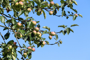 Dojrzewające w letnim słońcu dzikie jabłka