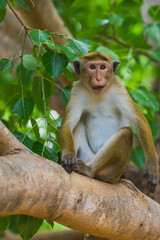 Monkey on the island of Sri Lanka in the wild