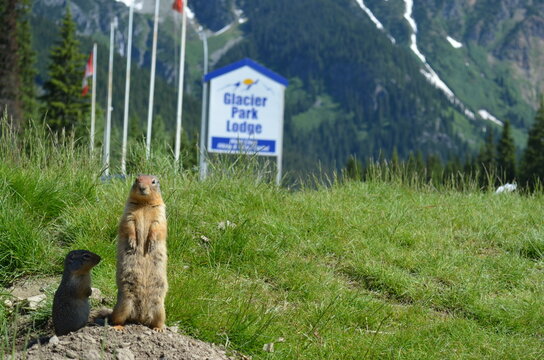 Animal In Front Of Glacier Park Lodge