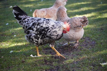 Henne Tier Vogel Huhn Geflügel Hahn