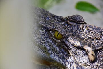 Close-up shot of a crocodile  on a farm.