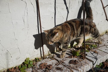 Tier Haustier Katze Spielen Miau Schnurr Gestreift