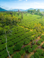 Aerial view of Buu Minh pagoda near Pleiku city, Gia Lai province, Vietnam. Morning views of pagoda and tea fields