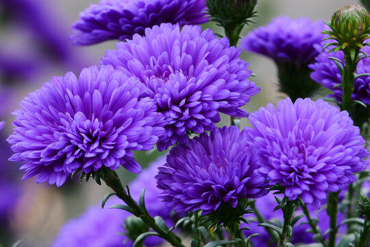 Chrysanthemum purple flowers natural background