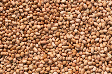Dried Peanut Seeds