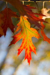 an oak leaf in autumn is yellow orange red in color that glows brightly as a result of shining through it with sunlight with bokeh in the background