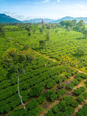 Aerial view of Buu Minh pagoda near Pleiku city, Gia Lai province, Vietnam. Morning views of pagoda and tea fields