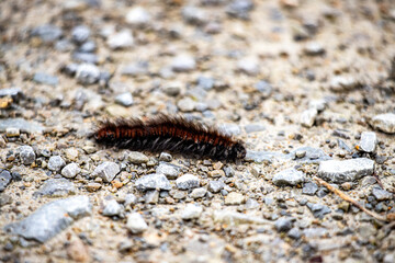 caterpillar