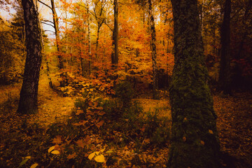 Autumn. Jesień, las, przyroda - obrazy, fototapety, plakaty
